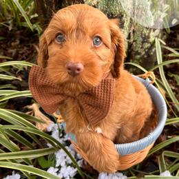 Kanga - Caramel red female Australian Labradoodle puppy in Decatur, Alabama from Southern Meadows Doodles