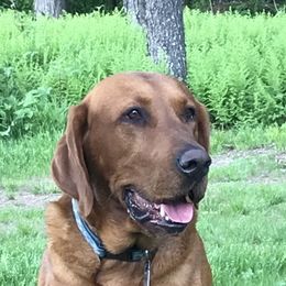 Kona - Labrador Retriever