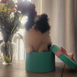 Pomeranian Puppies from Fancy Paws Pomeranians