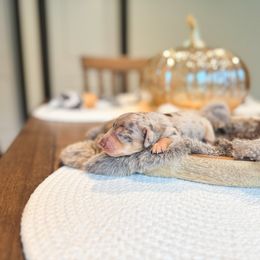 Dachshund Puppies from G&K Kennels