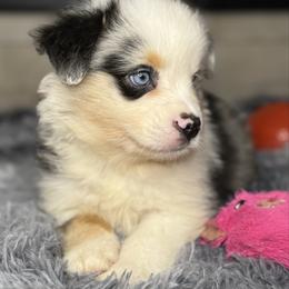Blue Merle male 2 - Blue merle male Miniature Australian Shepherd puppy in Hamilton, Montana from Lost Trail Aussies