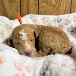 Denton - Apricot male Goldendoodle puppy in Pittsburg, Texas from Grace Springs Goldendoodles