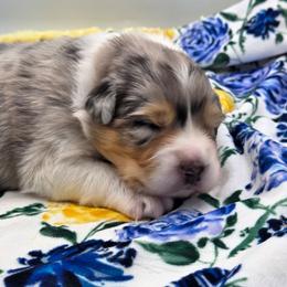 Birman - Blue merle male Australian Shepherd puppy in Jameson, Missouri from Sky Creek