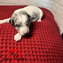 Skater - Parti male Goldendoodle puppy in Vacaville, California from Dillon Doodles