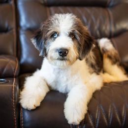 Theo - Blue merle male Aussiedoodle puppy in Tonopah, Arizona from Kae's Kennels