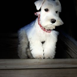 Miniature Schnauzer Puppies from Incredible_Schnauzers