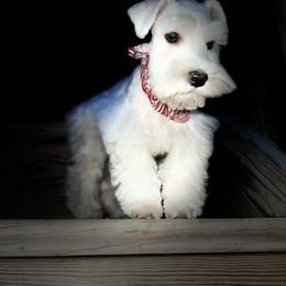 Miniature Schnauzer Puppies from Incredible_Schnauzers