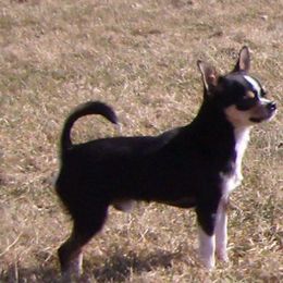Chihuahua All Grown Up from Chikita
