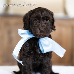 Boy 3 - male Australian Labradoodle puppy in Salem, Oregon from Hunterberry Hill Labradoodles