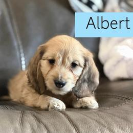 Albert - Cream Silky Wire - Pet Only - 3500 - Cream male Dachshund puppy in Pauls Valley, Oklahoma from Simply Happy Dachshunds