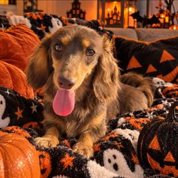 Dachshund puppies from Samy's Dachshund Den