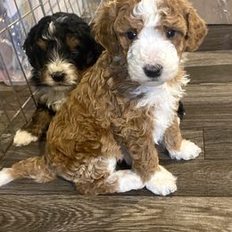 Bernedoodle Puppies from Scarlett Doodles