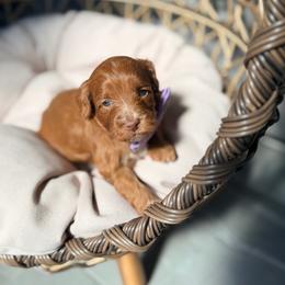 Lime - Caramel female Australian Labradoodle puppy in Calhoun, Louisiana from Arrowhead Australian Labradoodles