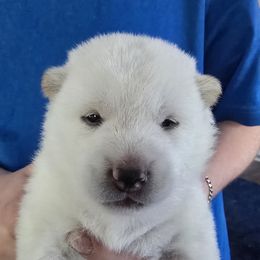AKC Frosty - Cream male Shiba Inu puppy in Jensen Beach, Florida from ScrapiShibas