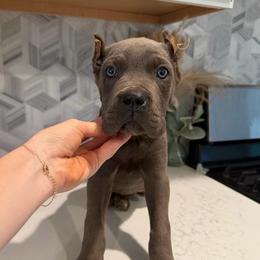 Solid Gray Female 3 - Gray female Cane Corso puppy in Knoxville, Tennessee from Crowned Corso