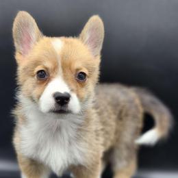 Piper - White and red female Pembroke Welsh Corgi puppy in Tomball, Texas from Larsen Loved Corgis