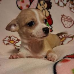 NOVA - Fawn female Chihuahua puppy in Bell, Florida from BellCrist Aussies