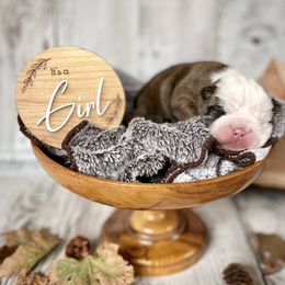 Bulldog Puppies from Fields’ Folly