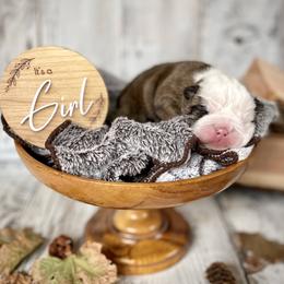 Bulldog Puppies from Fields’ Folly