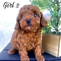 Girl 2 - Red  female Poodle puppy in Riverside, California from FreshestFrenchies
