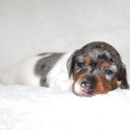 Harper - Dapple female Dachshund puppy in Fairfax, Iowa from Grayson’s Lovable Dachshunds