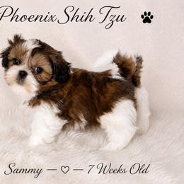 Sammy - Tricolor male Shih Tzu puppy in Hayden, Idaho from Phoenix Shih Tzu