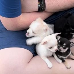 Chihuahua Puppies from Wild Mountain Chihuahuas