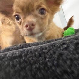 Luke - Chocolate blue male Chihuahua puppy in Palmyra, Indiana from Country Star Chihuahuas
