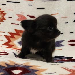 Helen - Black and white female Chihuahua puppy in Chesapeake, Virginia from Elsbeth's Chihuahuas