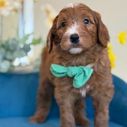 Lola - Red  female Goldendoodle puppy in Yuciapa, California from AlltheDoodlez_