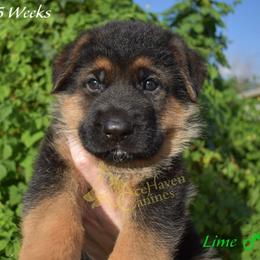 Lime - Black and red male German Shepherd puppy in Orlando, Florida from AceHaven Canines