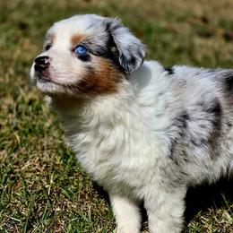 Lucy Rose - Blue merle female Australian Shepherd puppy in Blairsville, Georgia from Georgia Peach Aussies