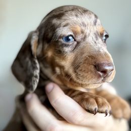 Tobi - Dapple Dachshund puppy in Fitzgerald, Georgia from Brooke Haven Dachshunds