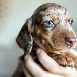 Tobi - Dapple Dachshund puppy in Fitzgerald, Georgia from Brooke Haven Dachshunds