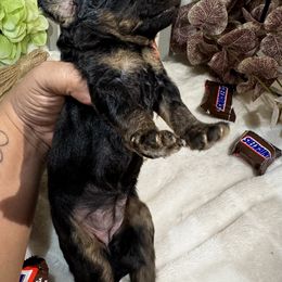 Aussiedoodle, Bernedoodle, Goldendoodle, and Poodle Puppies from Vallevistadoodles