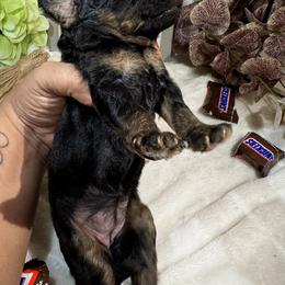 Aussiedoodle, Bernedoodle, Goldendoodle, and Poodle Puppies from Vallevistadoodles