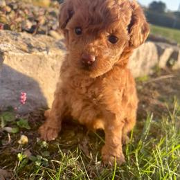 Wiggles - Red  male Poodle puppy in Utica, Ohio from Poodle Me Crazy