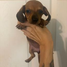 Triss - Red female Dachshund puppy in Conroe, Texas from Dots Dachshunds