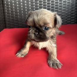 Nova - Tricolor female Shih Tzu puppy in Lakeland, Florida from Sunshine Shih Tzus