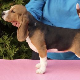 Bec - Beagle