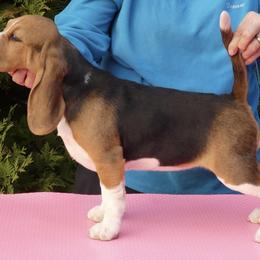 Bec - Beagle