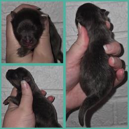 Boy 1 - Blue and tan male Pomeranian puppy in Washington, North Carolina from Grace's Poms🐾💕