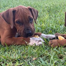 Dublin Blue Collar - Red male Boerboel puppy in Florida from CLAD Guard Boerboels