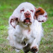 Clumber Spaniels from Medea Gunpowder Clumbers