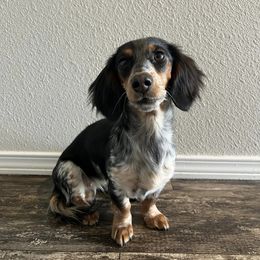 Dachshund Puppies from Ranchin Doxies