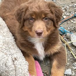 Nicey - Red tri-color female Australian Shepherd puppy in Belmont, Vermont from Pennyrile Australian Shepherds