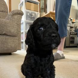 Oreo - Black female Poodle puppy in Minneapolis, Minnesota from Sanctus Standards