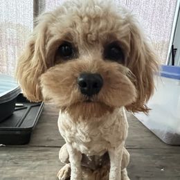 Bella - Assorted Doodle Crosses
