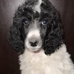 Apple (Red Collar) - Parti female Poodle puppy in League City, Texas from Chauffeured Poodles