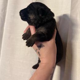 Granite - Bi-color female German Shepherd puppy in Beryl, Utah from Von Den Mächtigen Kennels
